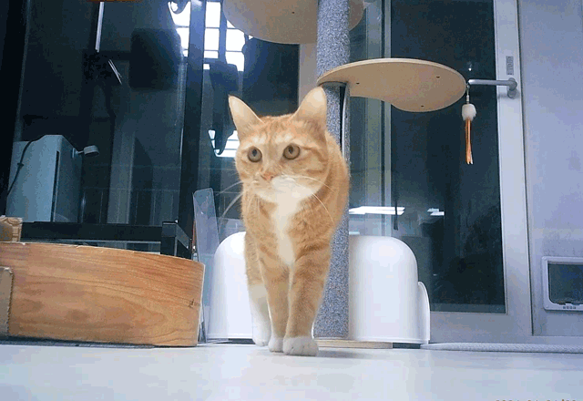 26_2_GIF.gif