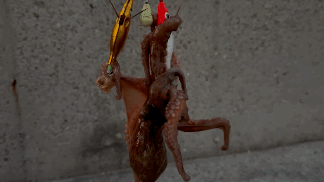 3.gif