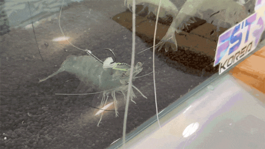 9.gif