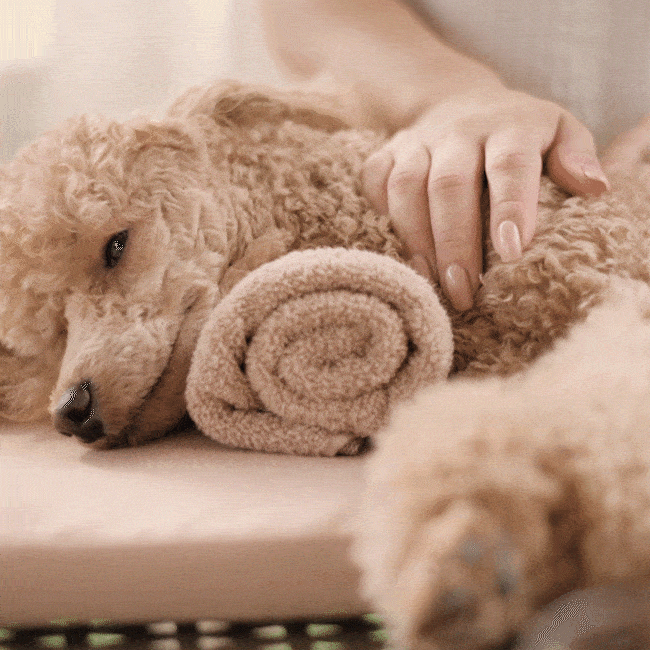 shutterstock_1076454674_6-min_234620.gif