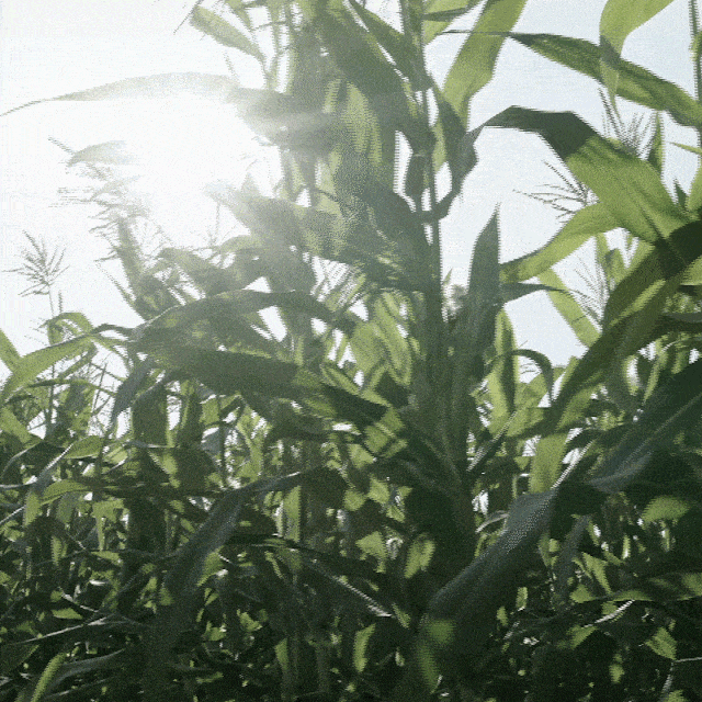ezgif-4-8753fac137-min_002437.gif