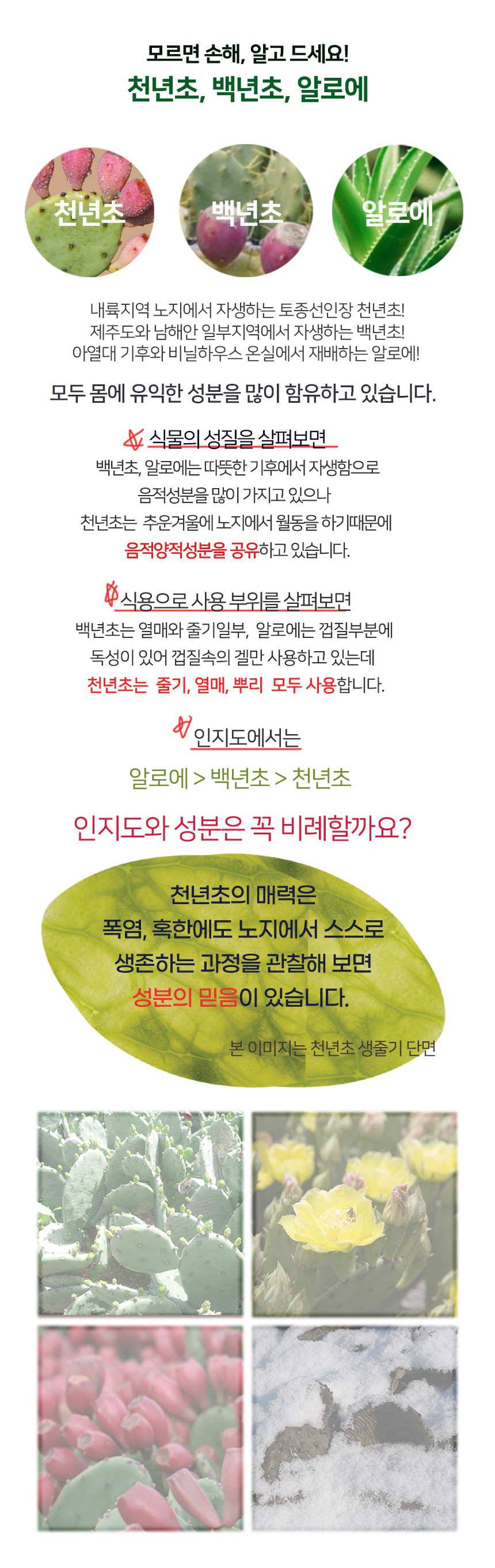 공통_천년초백년초비교_1