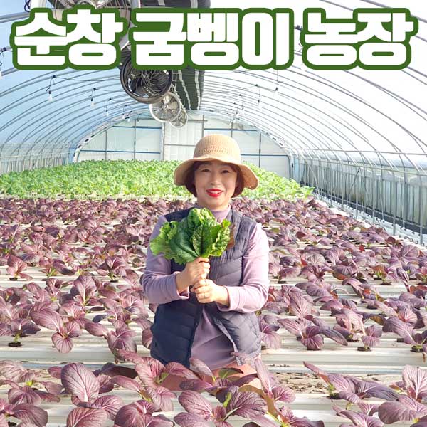 [굼뱅이농장 쌈채소] 순창 배정희님의 신선쌈채소 4~6종 500g