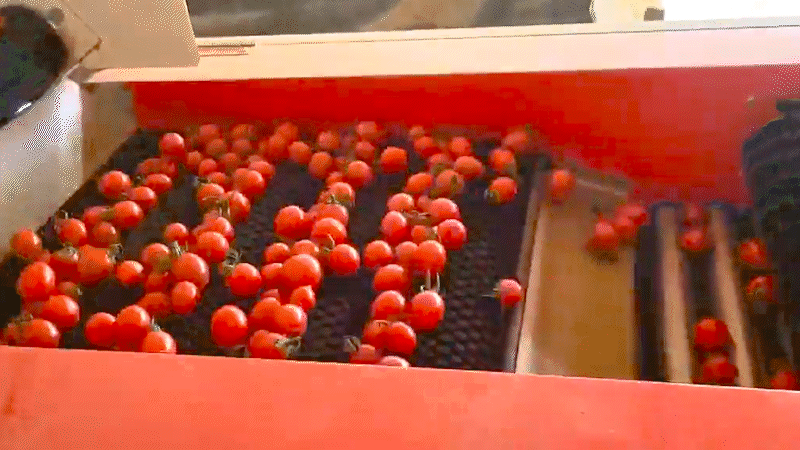 dbtomato_06.gif