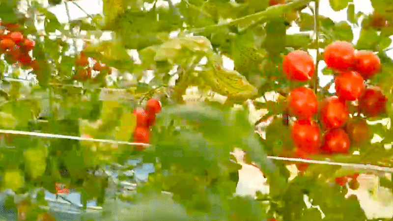 dbtomato_02.gif