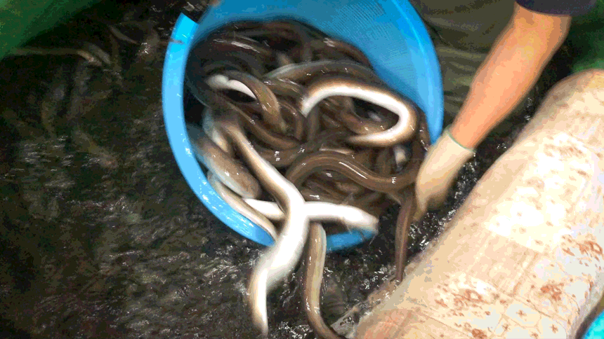 4.gif