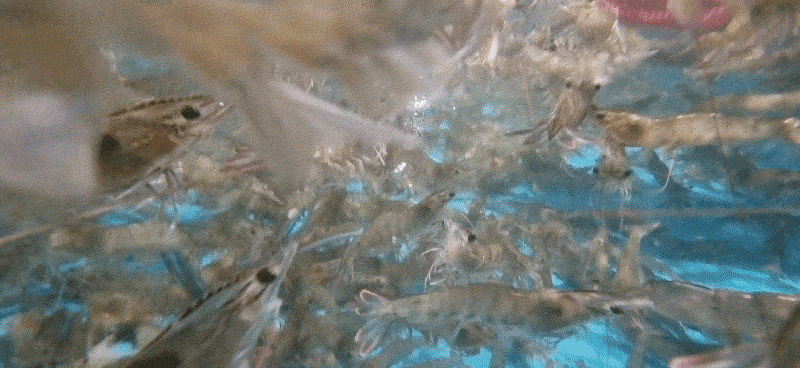 4.gif