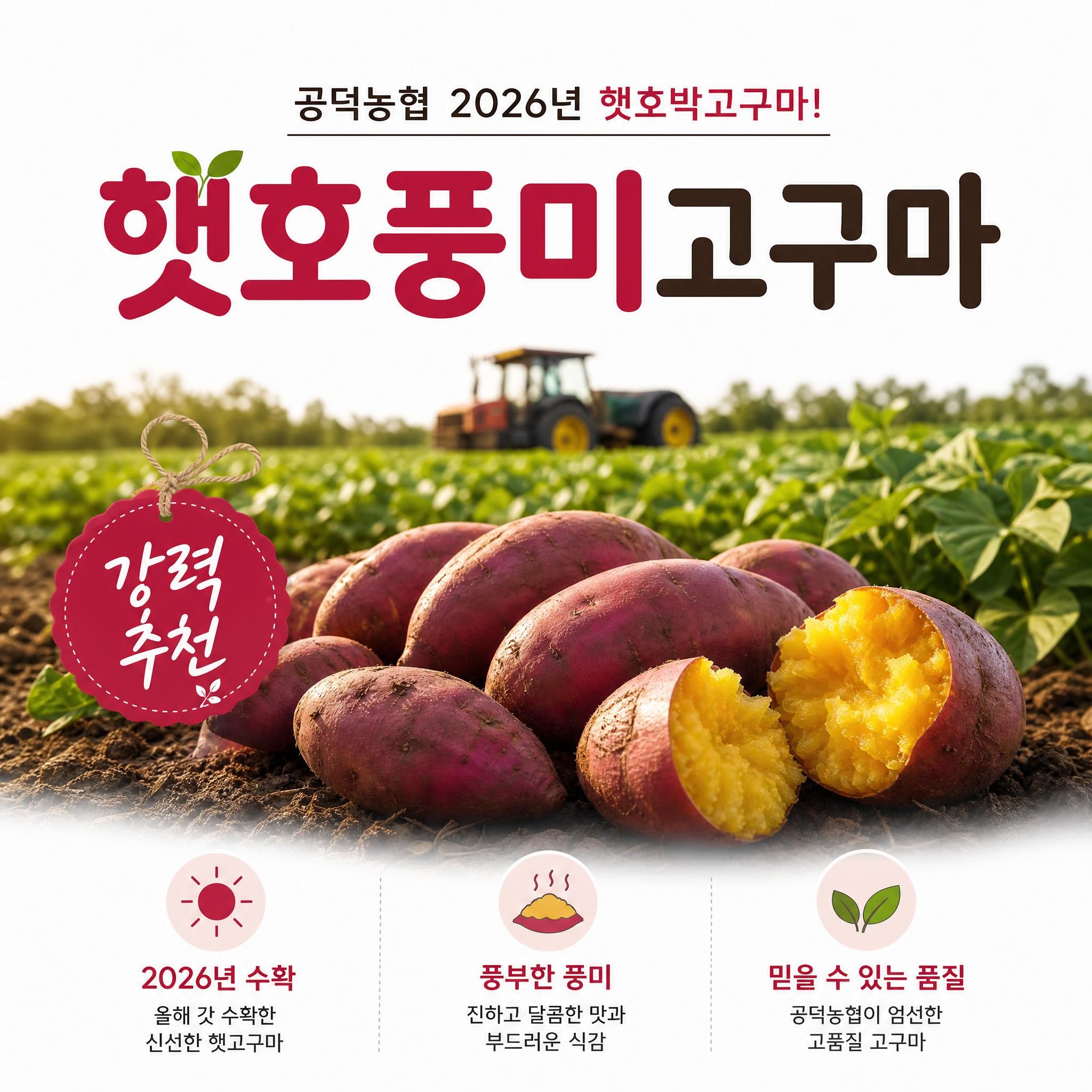 [김제시_공덕농협농산물가공사업소] 햇 호풍미 고구마 3kg 5kg
