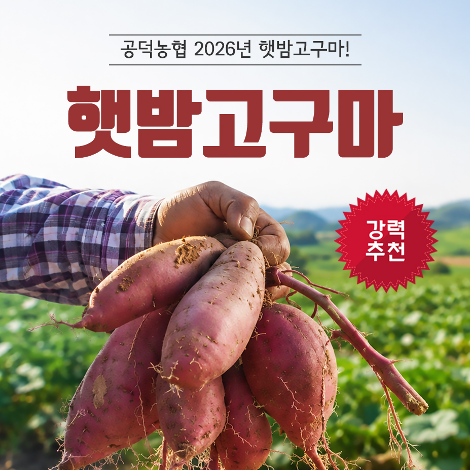 [김제시_공덕농협농산물가공사업소] 햇 밤고구마 3kg 5kg