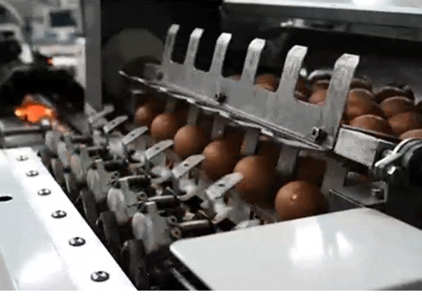 004_food100_Hp2A3WdT.gif