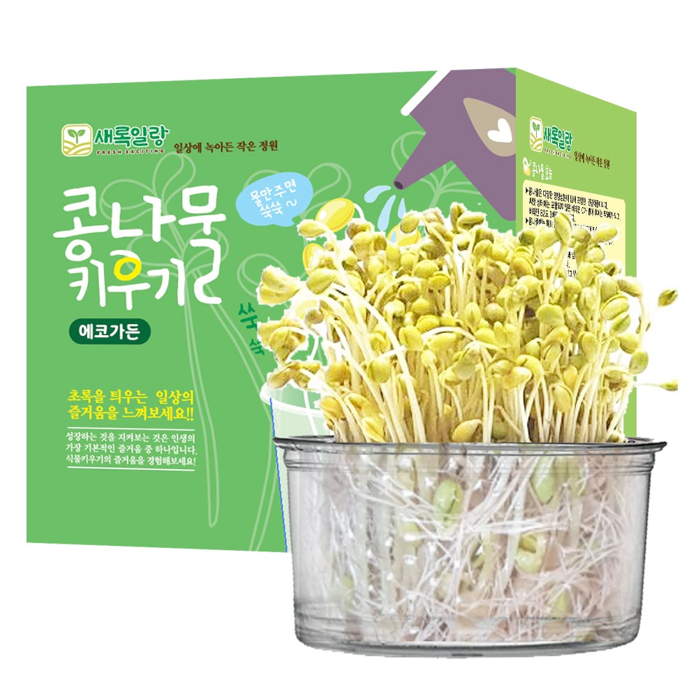 콩나물 키우기 1p  콩나물재배키트 콩나물기르기