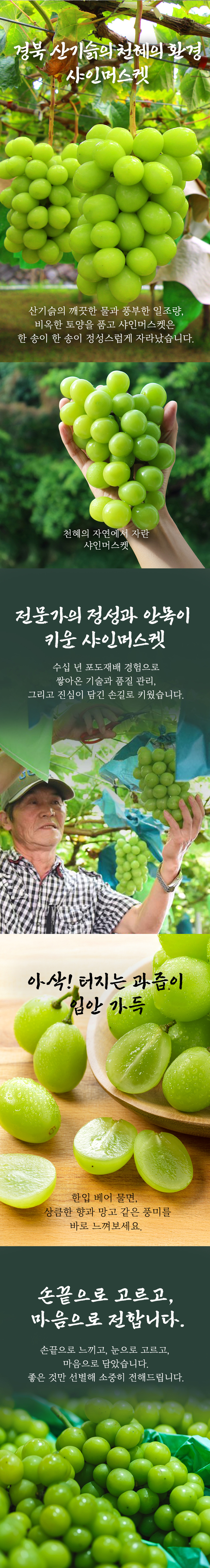 샤인머스캣_02_t.jpg