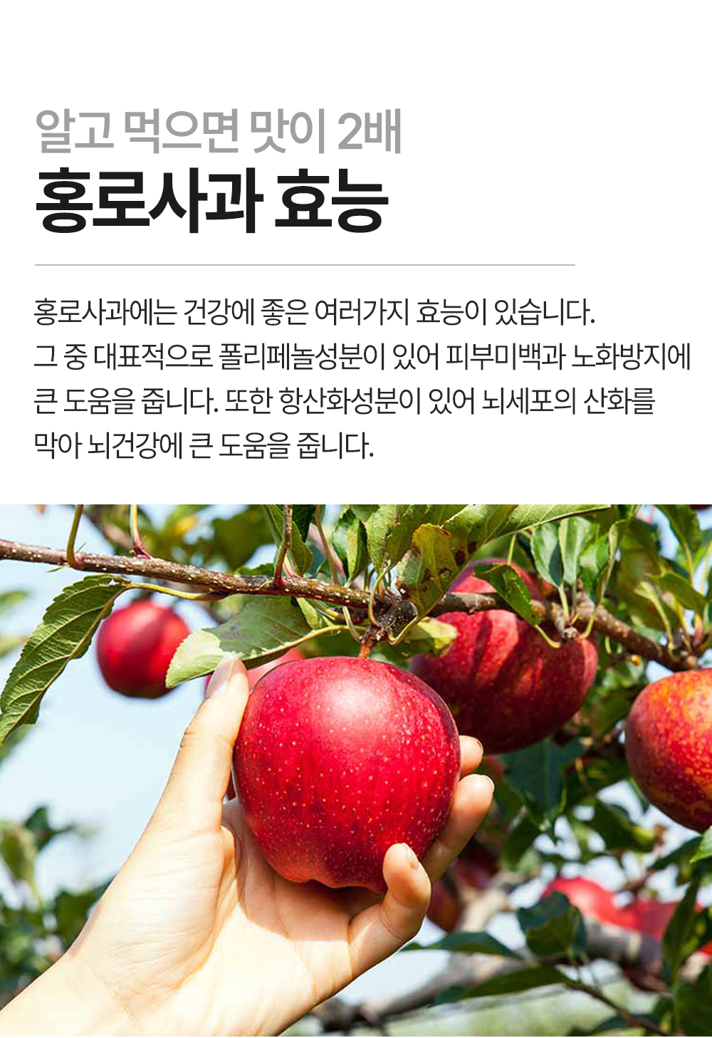 홍로-사과_07.jpg