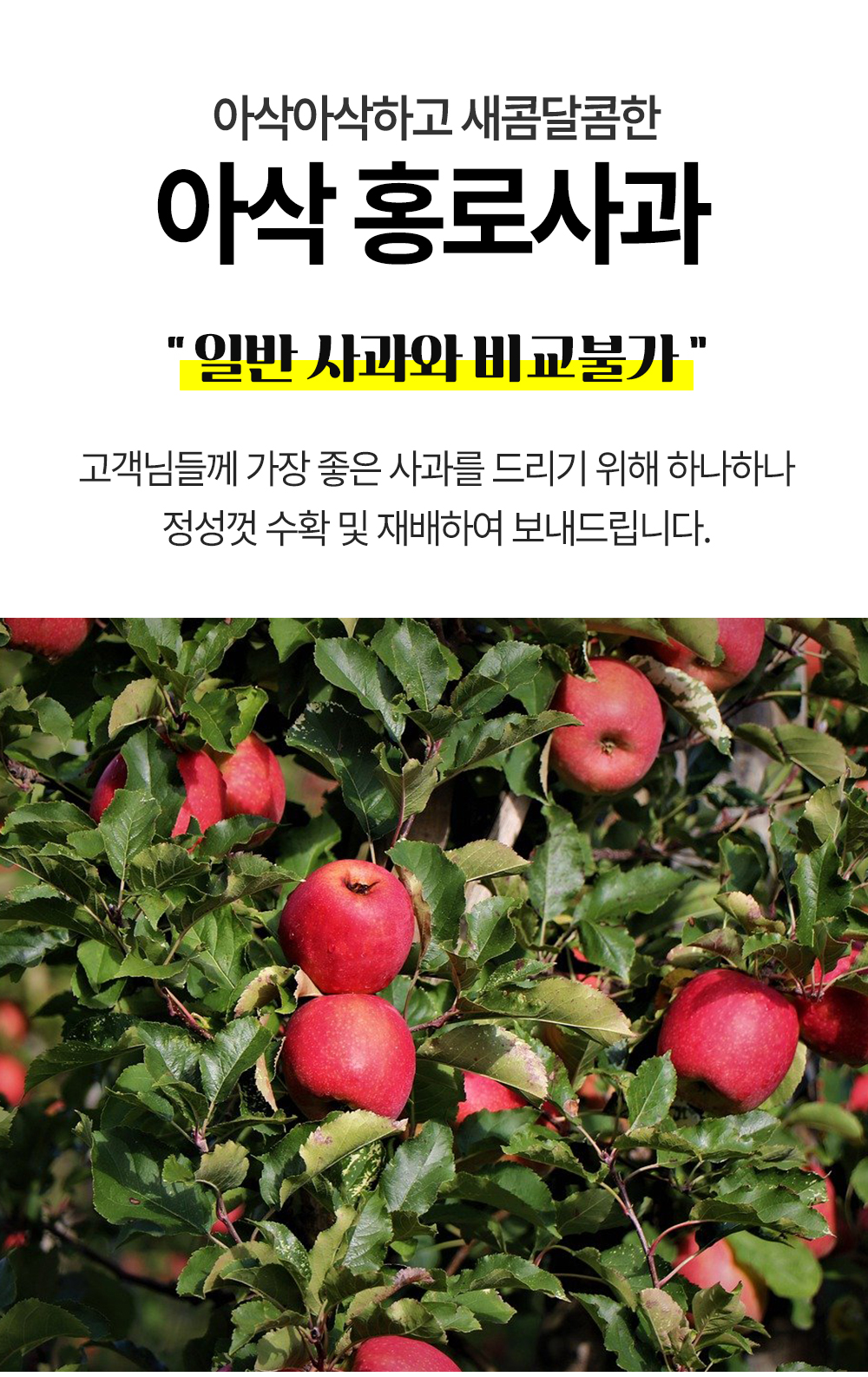 홍로-사과_02.jpg