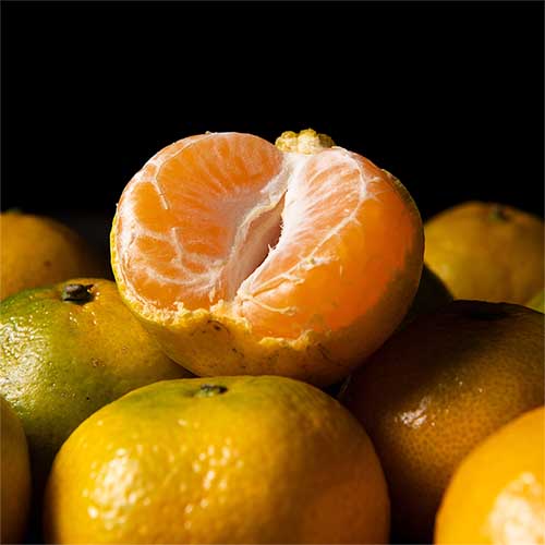 [파인밀] 26년 제주 극조생 노지감귤 (3kg/5kg/10kg)
