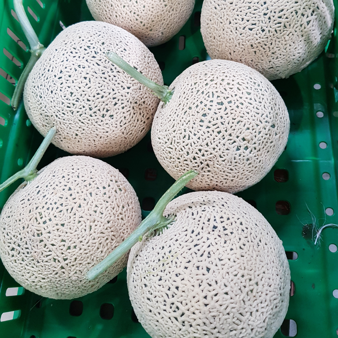 국내산 머스크메론 1.2~1.7kg