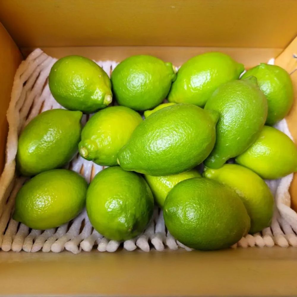 제주가 키운 프리미엄 제주레몬 1.5kg / 2kg