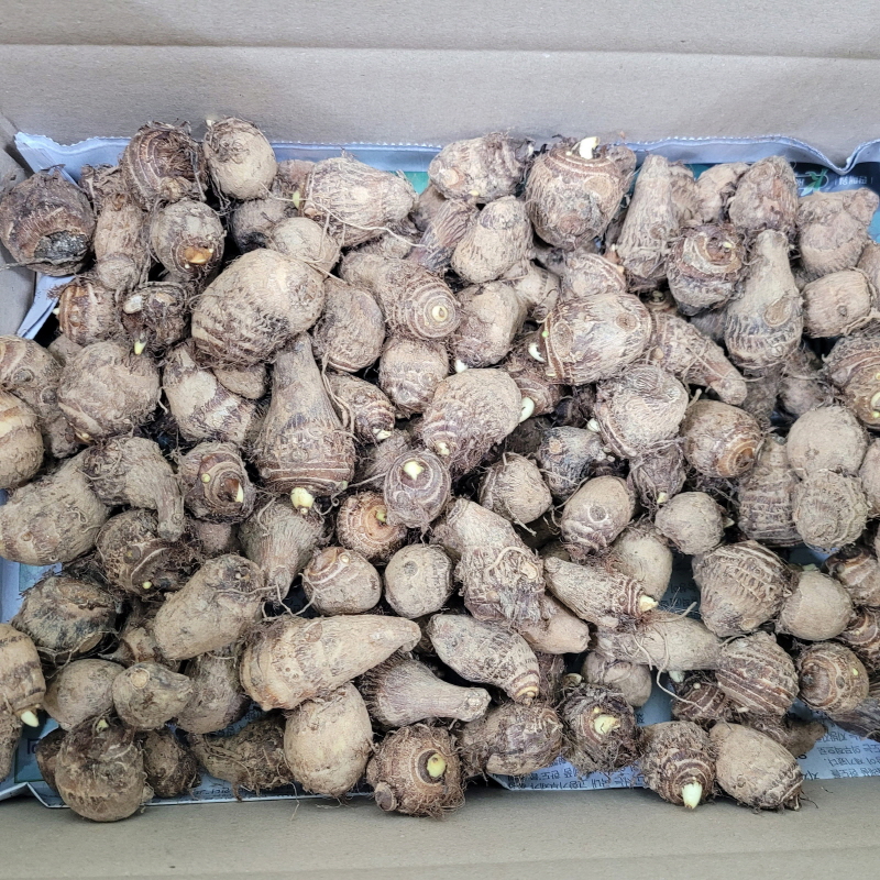 -토란종자2kg.jpg