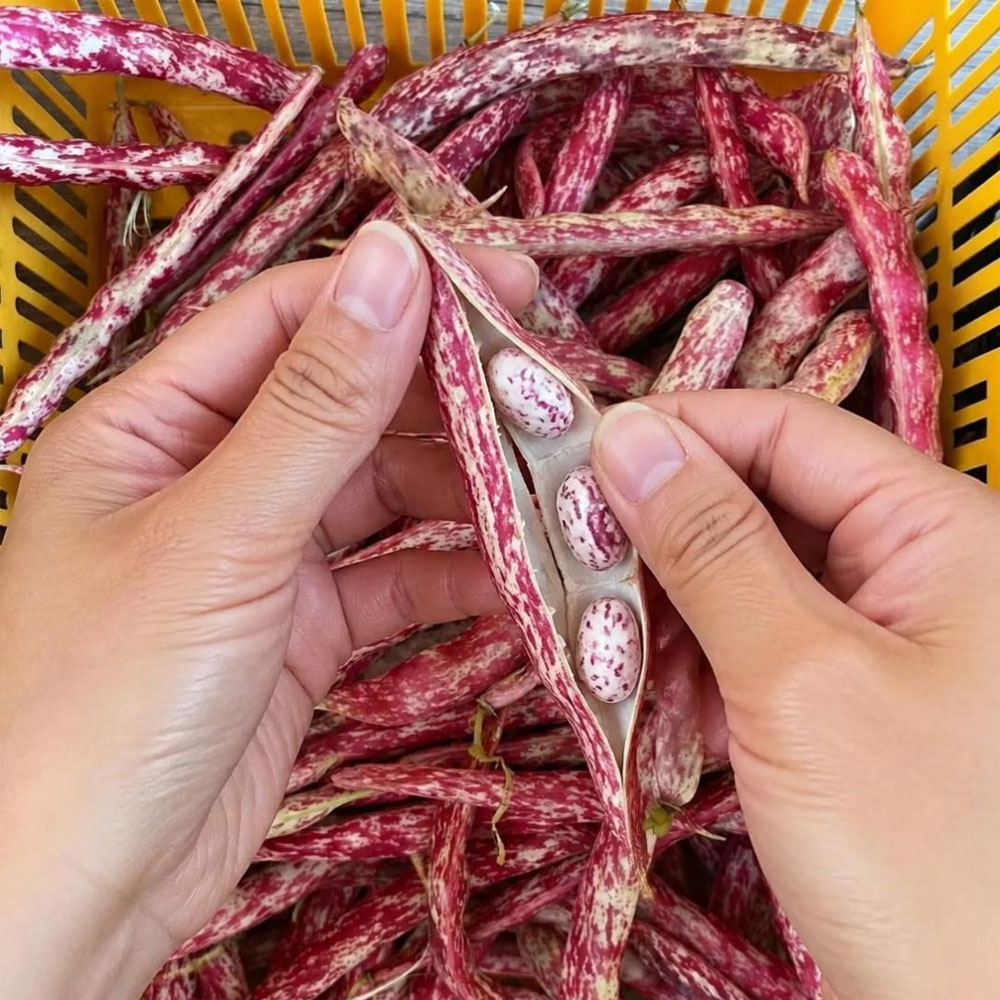 [익산몰] 고향봄농원  호랑이 강낭콩 1kg(말린 깐 콩)