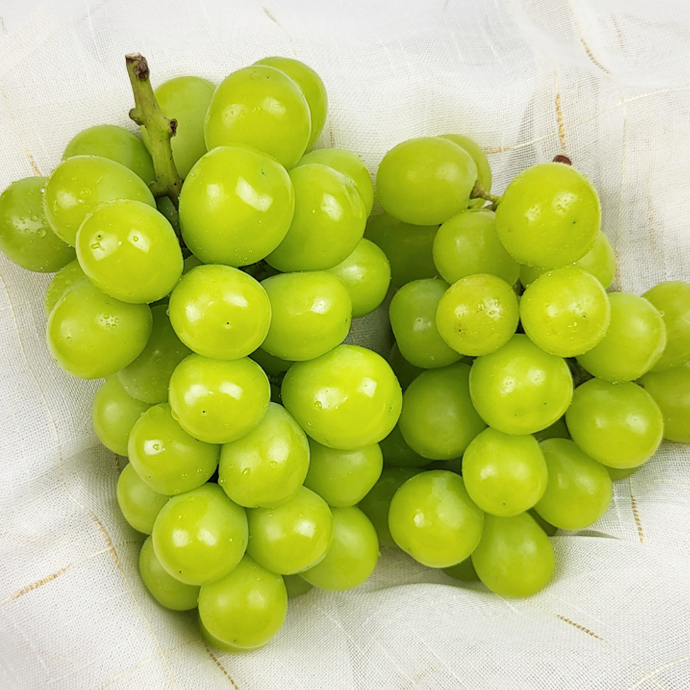 [익산몰] 로컬 샤인머스켓 망고포도 2kg(3-4수)