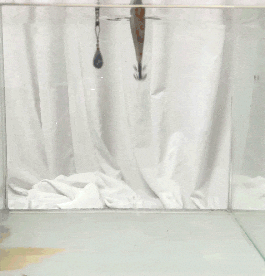 6.gif