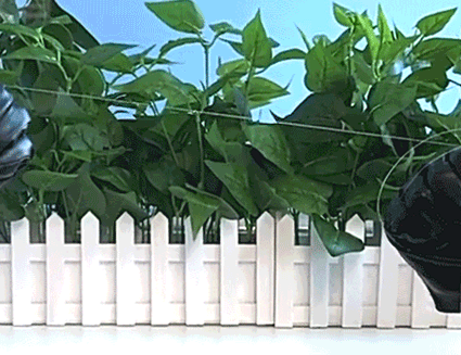 8.gif