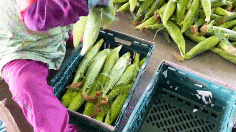 5.gif