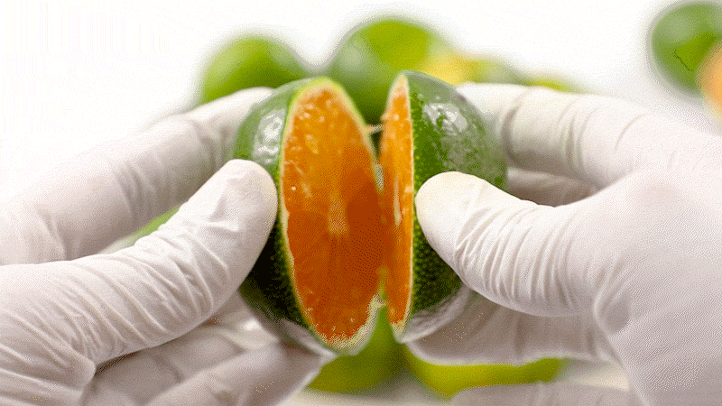 003_food100_K7kb8N0C.gif