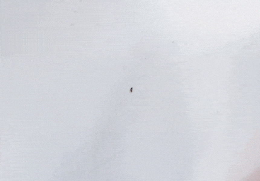 소프트99_타르제거제_02.gif