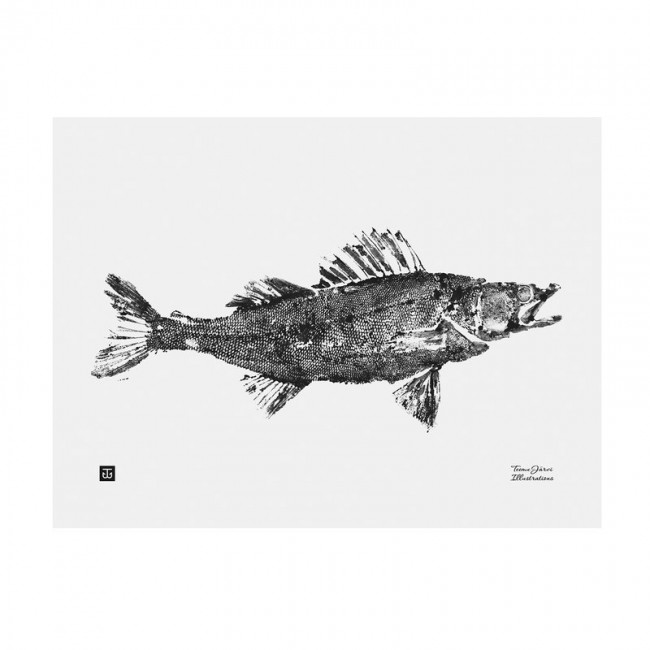 TEEMU JARVI ILLUSTRATIONS TE에뮤 Zander poster 40 x 30 cm TJPoSGT-PP1