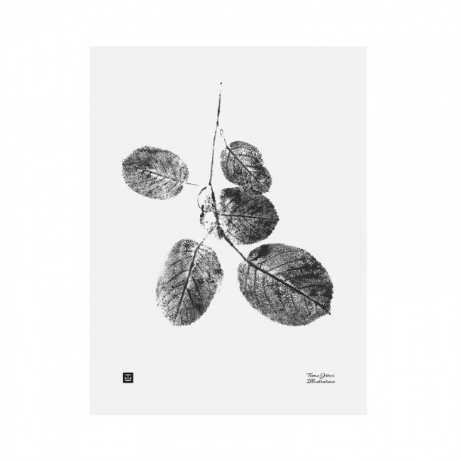 TEEMU JARVI ILLUSTRATIONS TE에뮤 Goat Willow poster 30 x 40 cm TJPoSGT-GW1