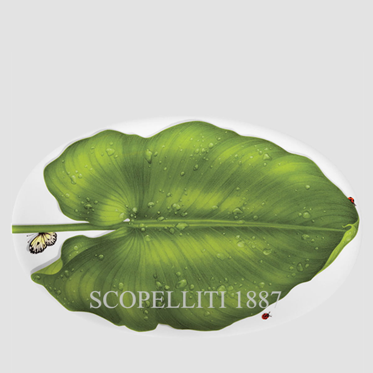 타이투 밀라노 Taitù Freedom Oval Platter 1월-88