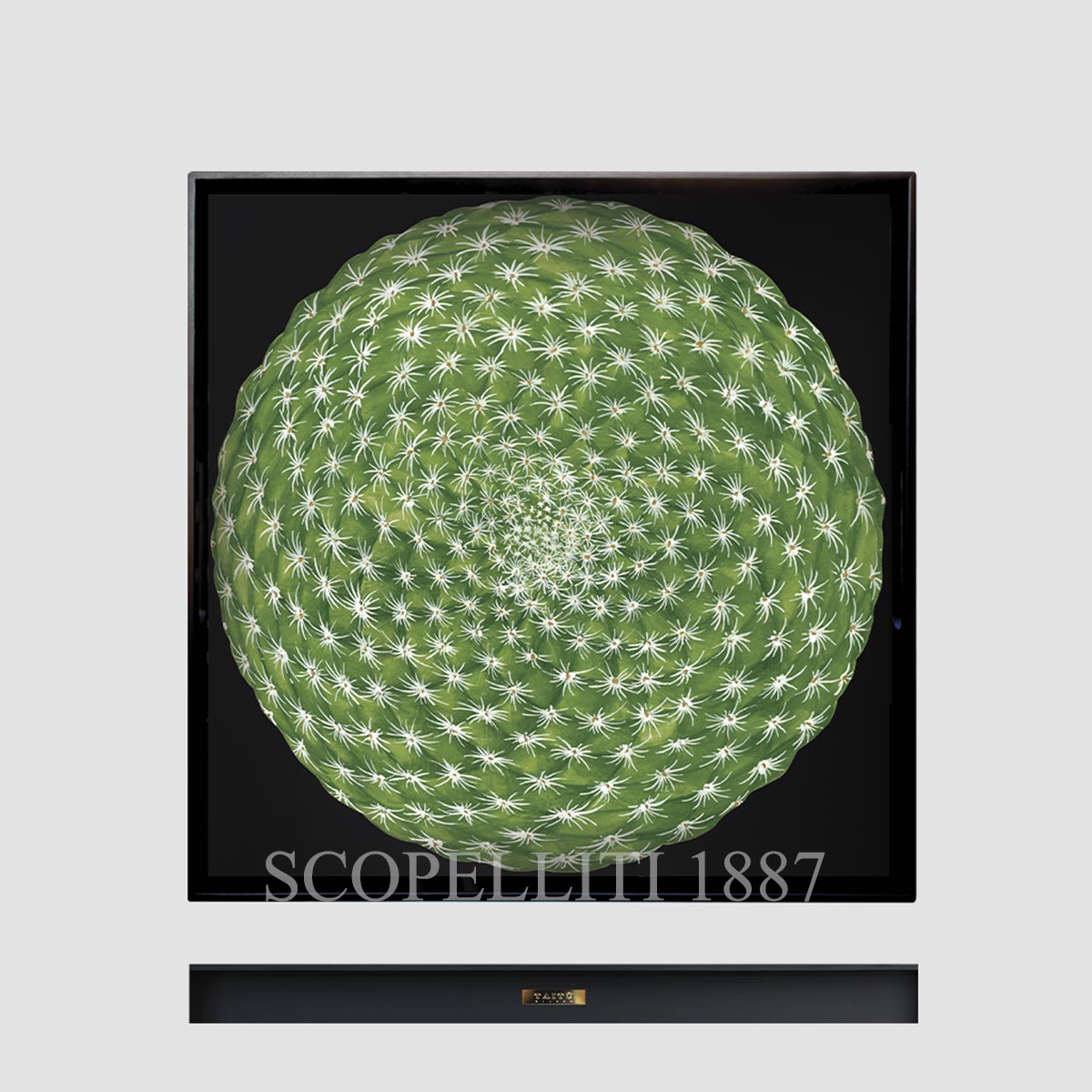 타이투 밀라노 Taitù Cactus Square Tray 45x45 2001-09-06 1/3