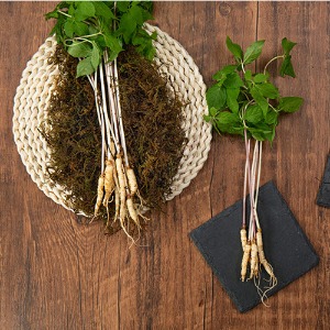 [기쁨의농산] 수경재배 최고급새싹인삼 대,중 50뿌리 (80g / 15~25cm)