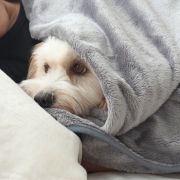 강아지 고양이 애착이불 반려견 담요